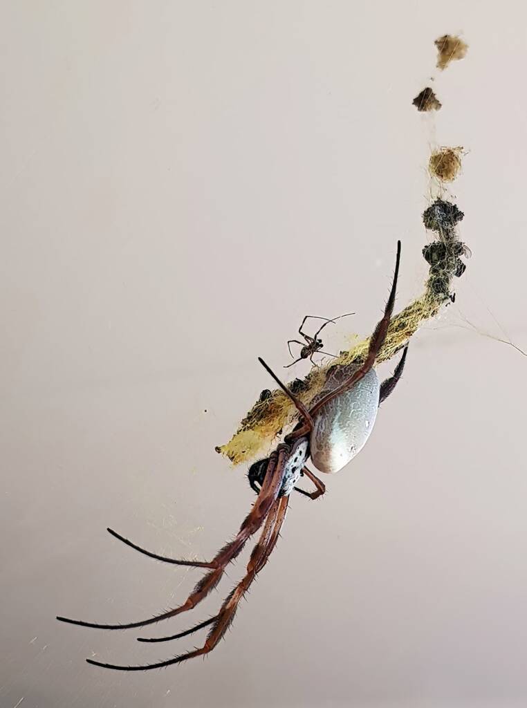 Male and female Australian Golden Orb Weaver Spider (Trichonephila edulis), Alice Springs NT