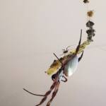 Male and female Australian Golden Orb Weaver Spider (Trichonephila edulis), Alice Springs NT