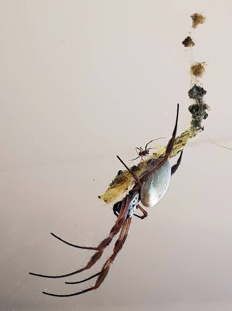 Male and female Australian Golden Orb Weaver Spider (Trichonephila edulis), Alice Springs NT