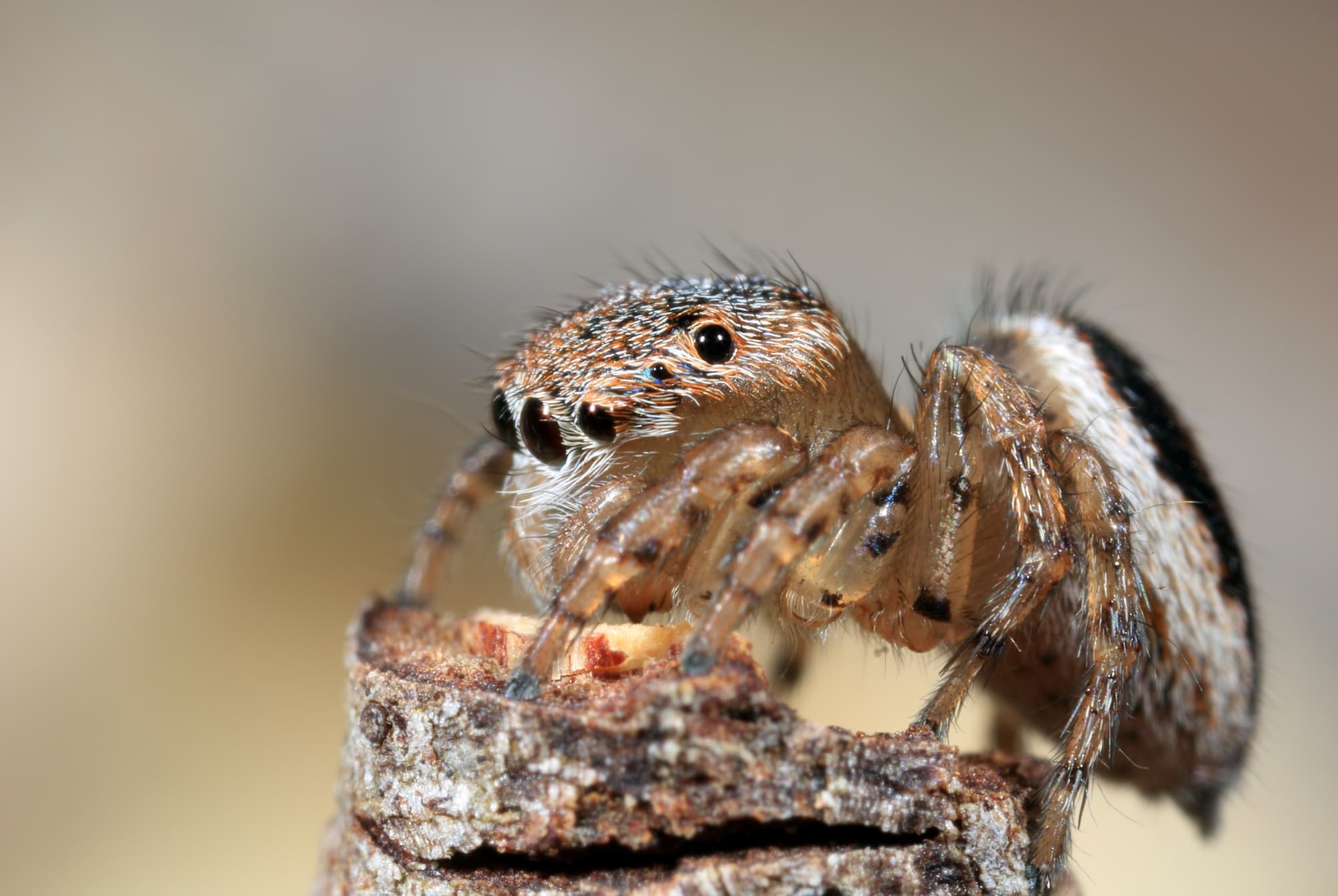 Female Maratus volans, Woy Woy NSW © Michael Doe