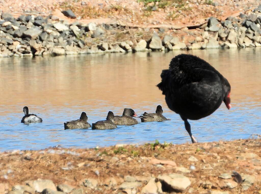 Freckled Duck (Stictonetta naevosa) with Black Swan