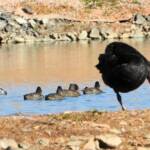Freckled Duck (Stictonetta naevosa) with Black Swan, Alice Springs Sewage Ponds, NT © Dorothy Latimer