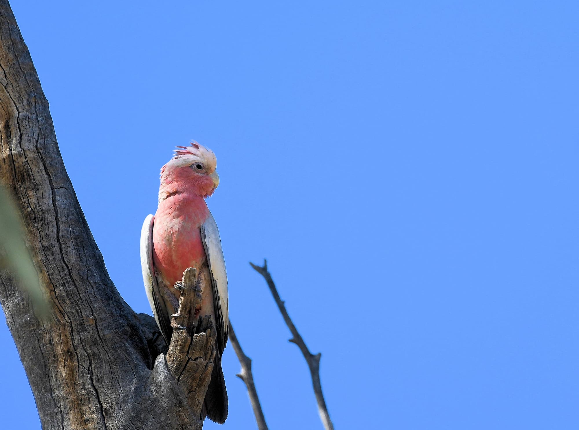 Galah (Eolophus roseicapilla), Owen Springs Reserve NT © Dorothy Latimer