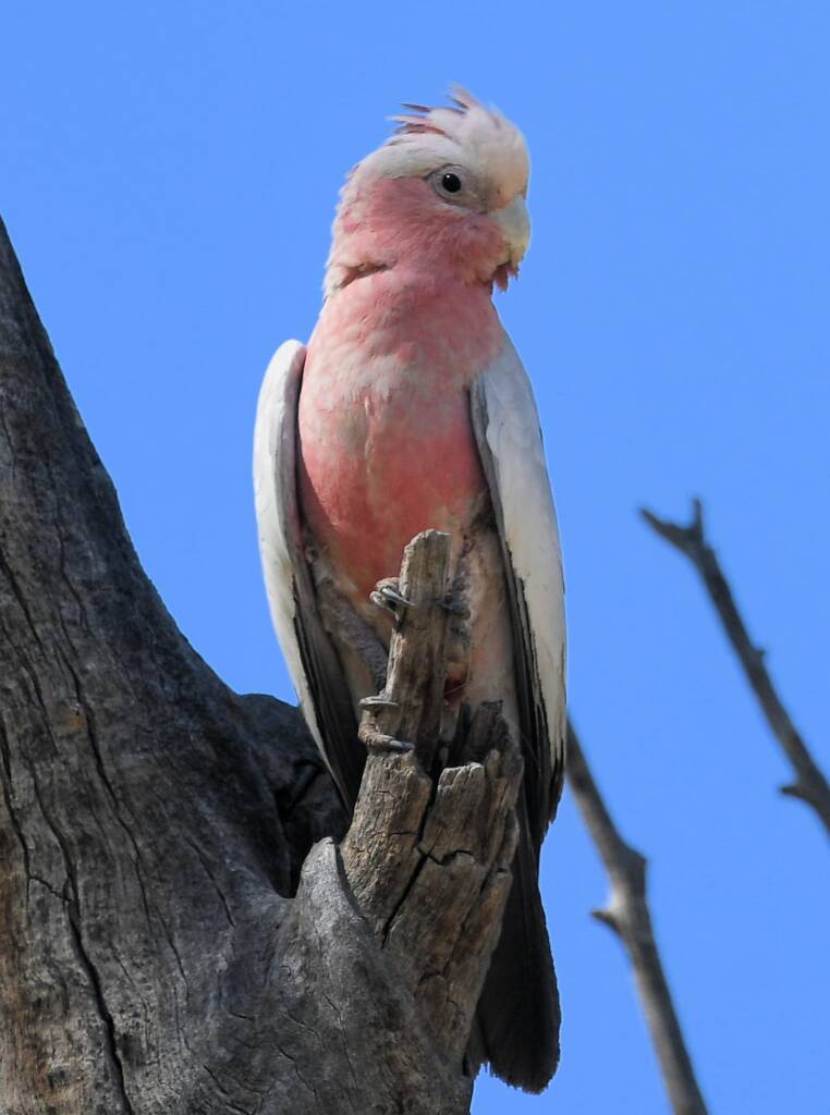 Galah (Eolophus roseicapilla), Owen Springs Reserve NT © Dorothy Latimer