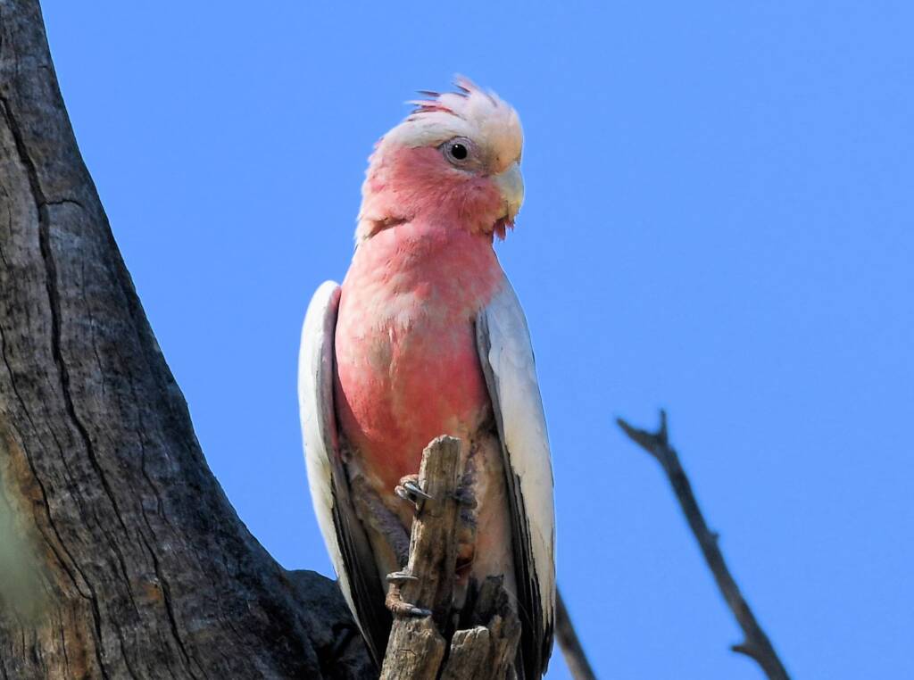 Galah (Eolophus roseicapilla), Owen Springs Reserve NT © Dorothy Latimer