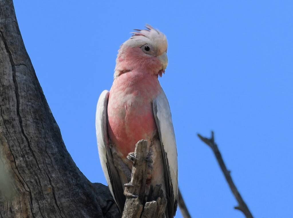 Galah (Eolophus roseicapilla), Owen Springs Reserve NT © Dorothy Latimer
