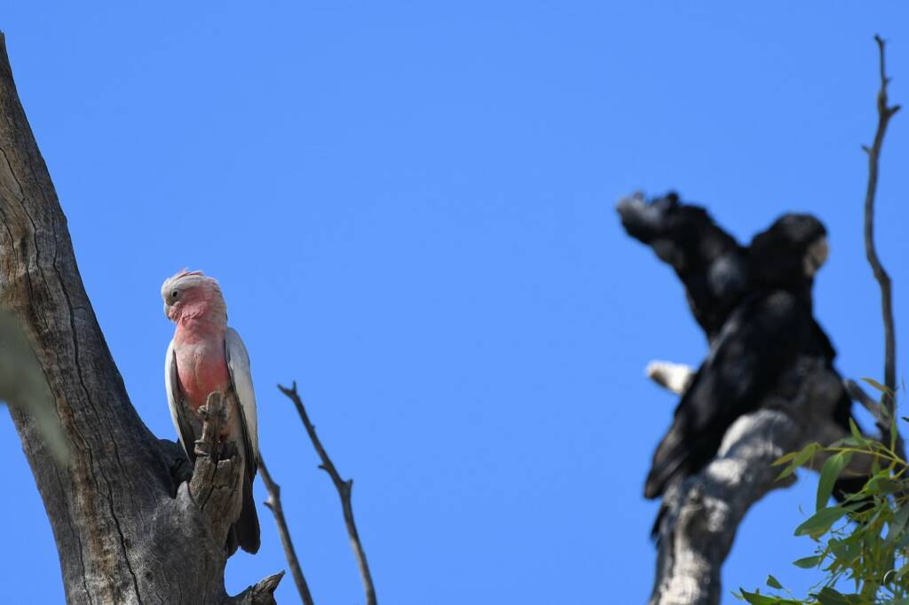 Galah (Eolophus roseicapilla), Owen Springs Reserve NT © Dorothy Latimer