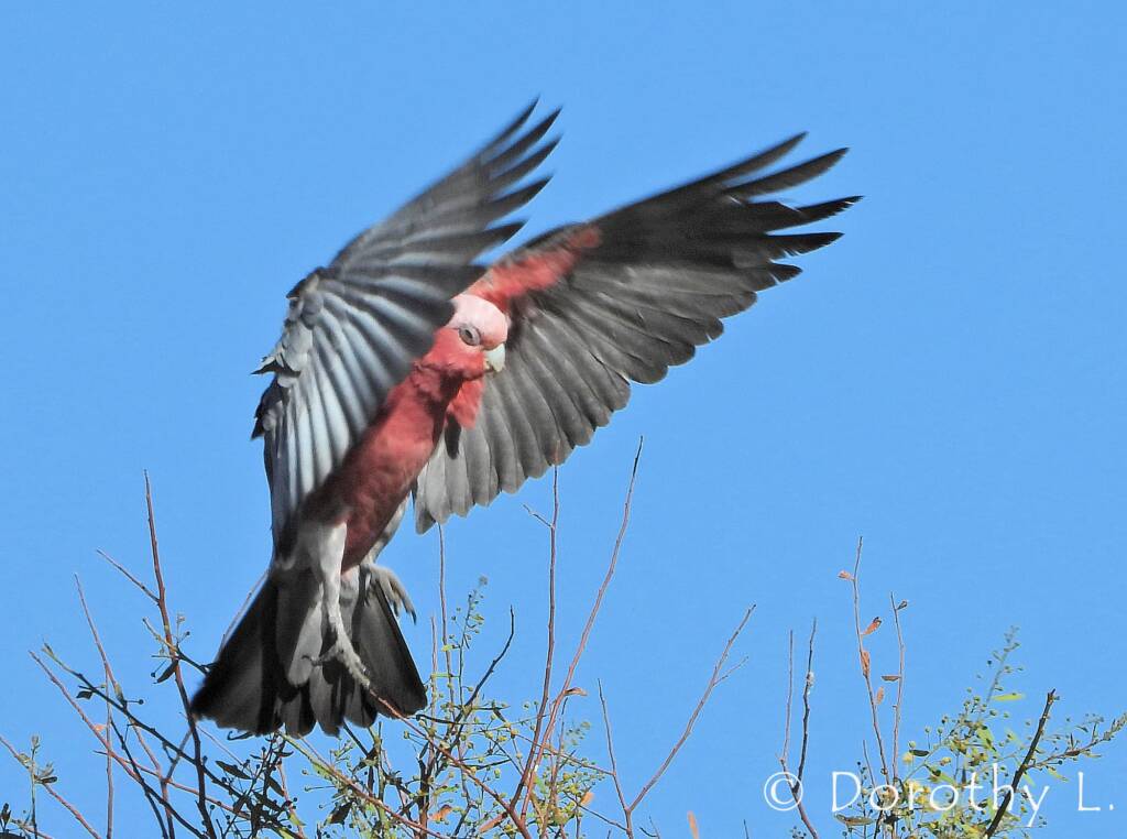 Galah (Eolophus roseicapilla), Kunoth Bore, NT