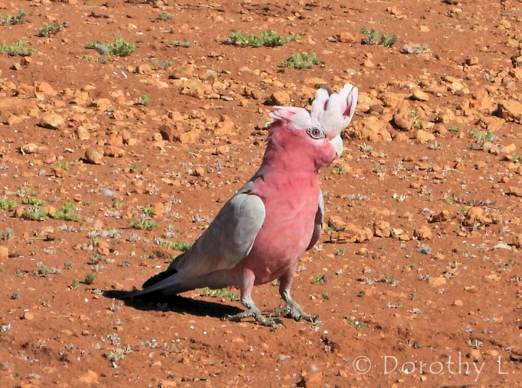 Galah (Eolophus roseicapilla), Kunoth Bore, NT