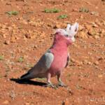 Galah (Eolophus roseicapilla), Kunoth Bore, NT