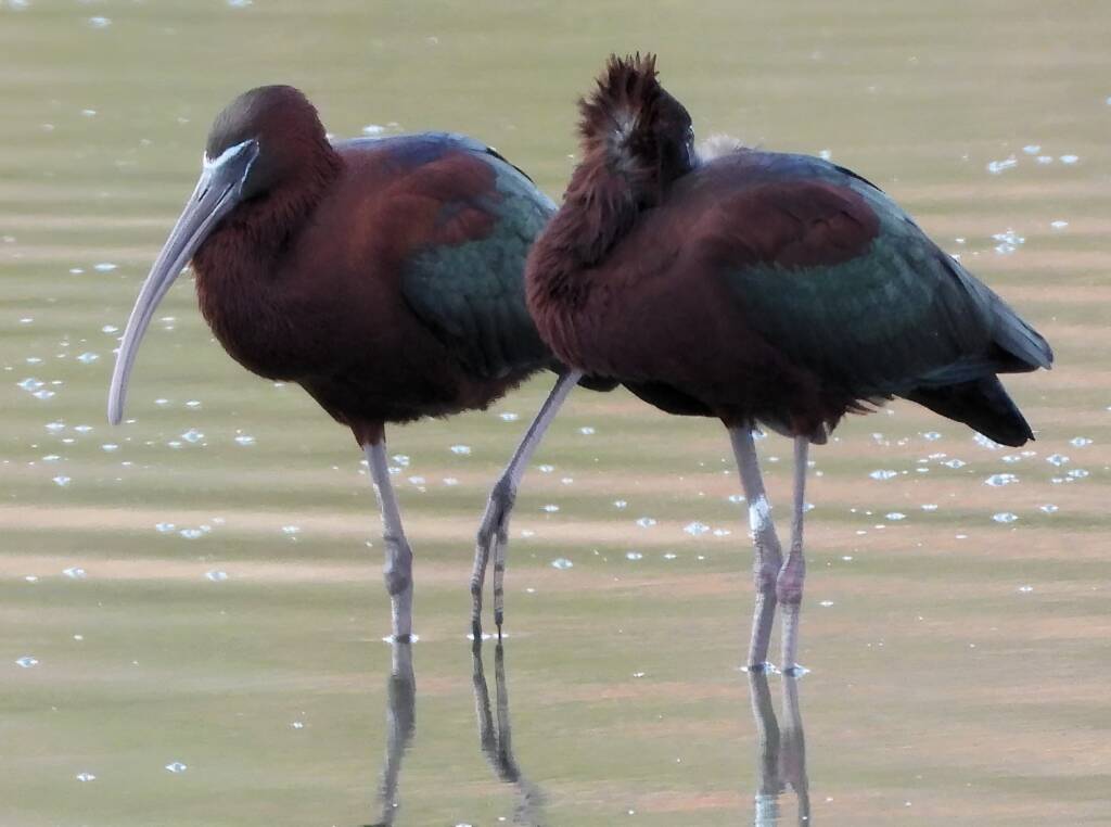Glossy Ibis (Plegadis falcinellus), Alice Springs Sewage Ponds © Dorothy Latimer