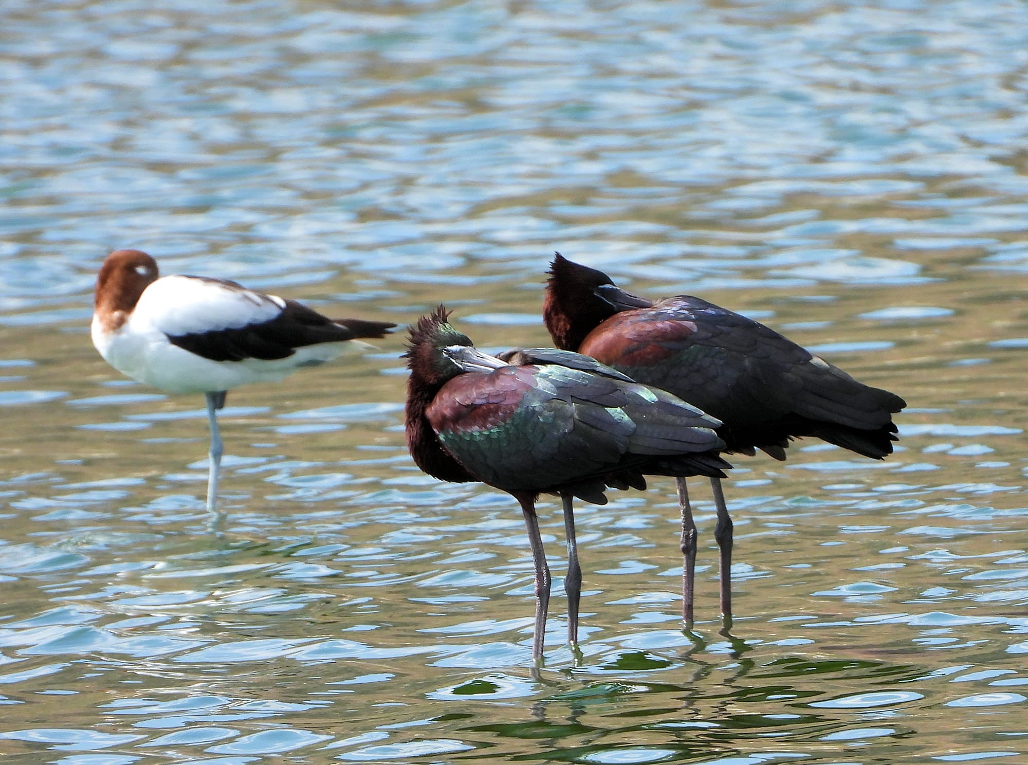 Glossy Ibis (Plegadis falcinellus) and Red-necked Avocet, Alice Springs Sewage Ponds © Dorothy Latimer