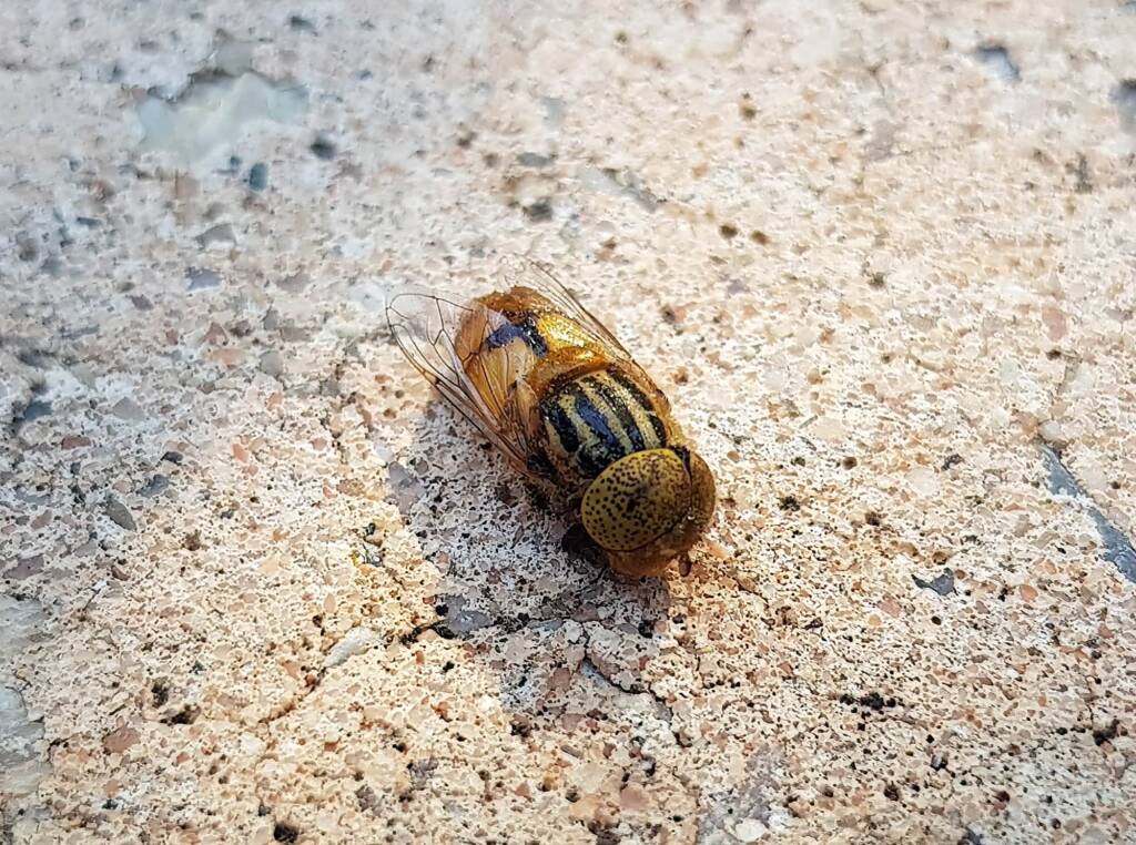 Golden Native Drone Fly (Eristalinus punctulatus) found in a swimming pool in Alice Springs NT