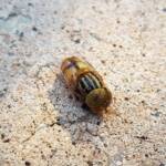 Golden Native Drone Fly (Eristalinus punctulatus) found in a swimming pool in Alice Springs NT