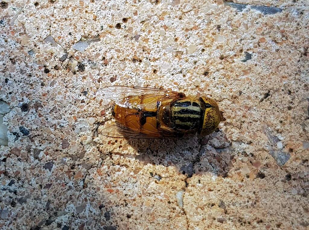 Golden Native Drone Fly (Eristalinus punctulatus) found in a swimming pool in Alice Springs NT