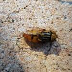 Golden Native Drone Fly (Eristalinus punctulatus) found in a swimming pool in Alice Springs NT