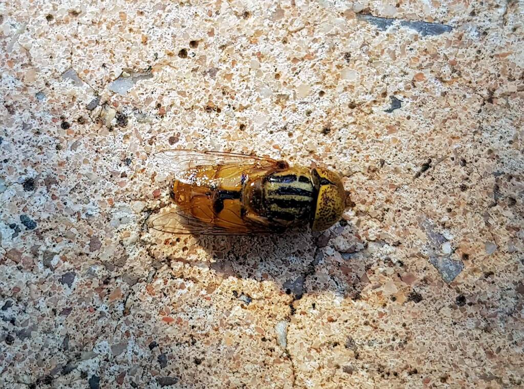Golden Native Drone Fly (Eristalinus punctulatus) found in a swimming pool in Alice Springs NT