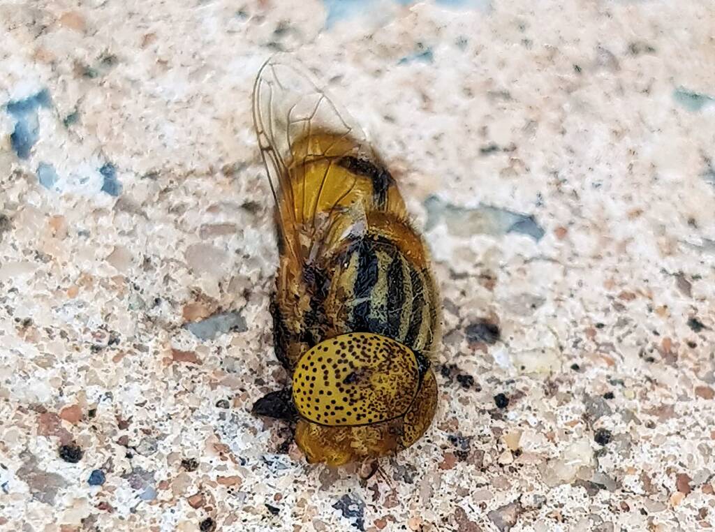 Golden Native Drone Fly (Eristalinus punctulatus) found in a swimming pool in Alice Springs NT