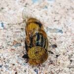 Golden Native Drone Fly (Eristalinus punctulatus) found in a swimming pool in Alice Springs NT
