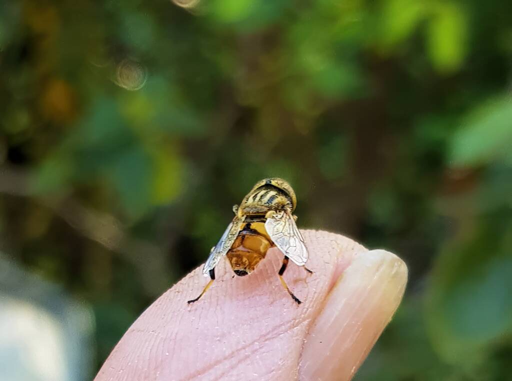 Golden Native Drone Fly (Eristalinus punctulatus) rescued from a swimming pool in Alice Springs NT