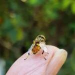 Golden Native Drone Fly (Eristalinus punctulatus) rescued from a swimming pool in Alice Springs NT