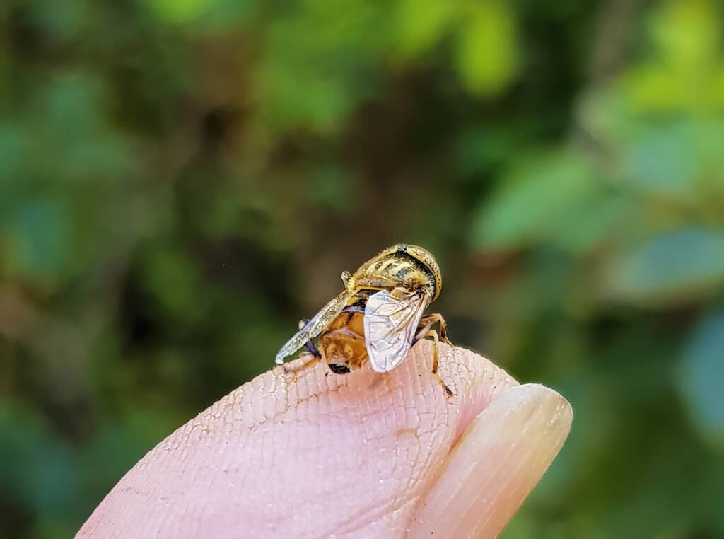 Golden Native Drone Fly (Eristalinus punctulatus) rescued from a swimming pool in Alice Springs NT