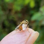 Golden Native Drone Fly (Eristalinus punctulatus) rescued from a swimming pool in Alice Springs NT