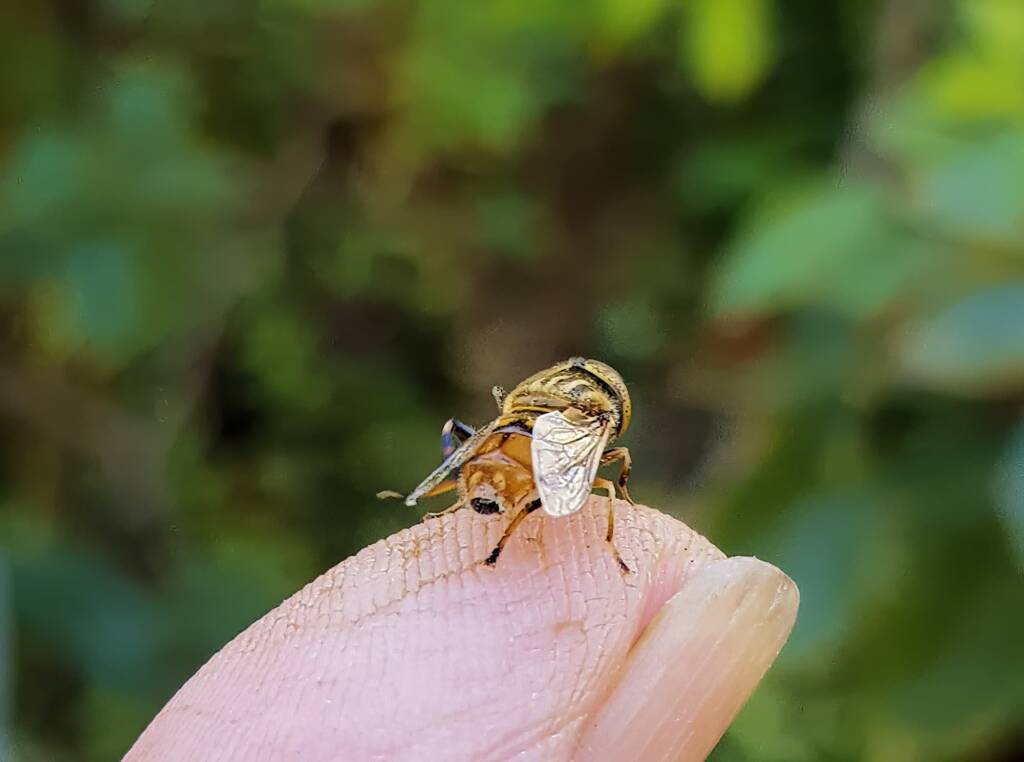 Golden Native Drone Fly (Eristalinus punctulatus) rescued from a swimming pool in Alice Springs NT