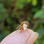 Golden Native Drone Fly (Eristalinus punctulatus) rescued from a swimming pool in Alice Springs NT