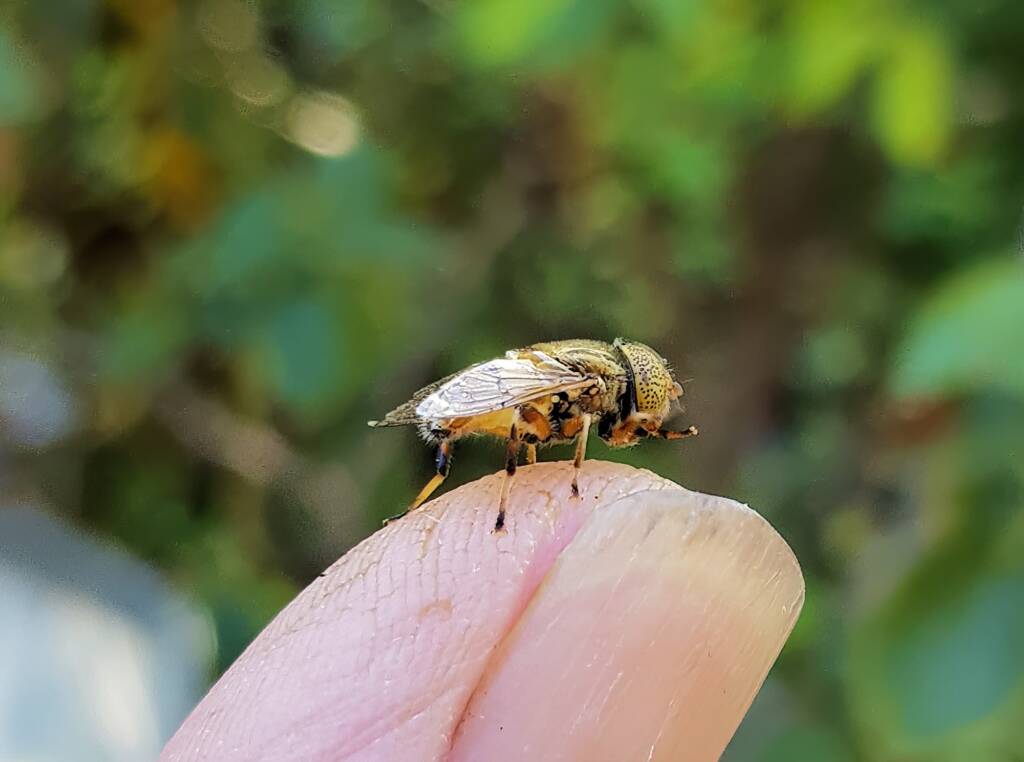 Golden Native Drone Fly (Eristalinus punctulatus) rescued from a swimming pool in Alice Springs NT