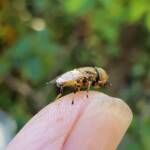 Golden Native Drone Fly (Eristalinus punctulatus) rescued from a swimming pool in Alice Springs NT