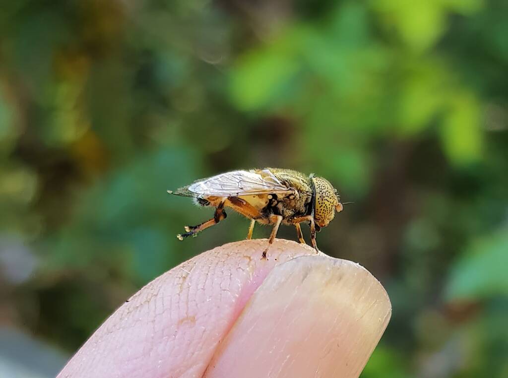 Golden Native Drone Fly (Eristalinus punctulatus) rescued from a swimming pool in Alice Springs NT