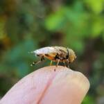 Golden Native Drone Fly (Eristalinus punctulatus) rescued from a swimming pool in Alice Springs NT