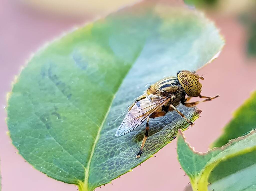 Golden Native Drone Fly (Eristalinus punctulatus) rescued from a swimming pool in Alice Springs NT