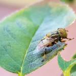Golden Native Drone Fly (Eristalinus punctulatus) rescued from a swimming pool in Alice Springs NT