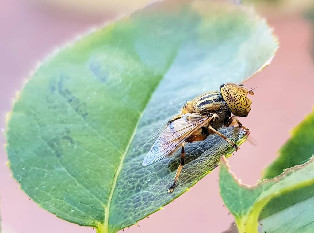 Golden Native Drone Fly (Eristalinus punctulatus) rescued from a swimming pool in Alice Springs NT