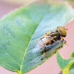 Golden Native Drone Fly (Eristalinus punctulatus) rescued from a swimming pool in Alice Springs NT
