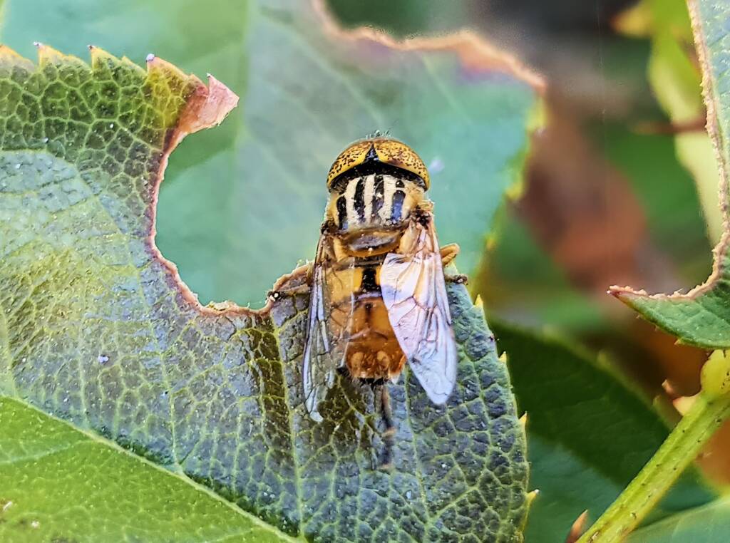 Golden Native Drone Fly (Eristalinus punctulatus) rescued from a swimming pool in Alice Springs NT
