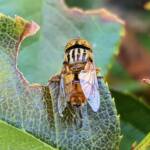 Golden Native Drone Fly (Eristalinus punctulatus) rescued from a swimming pool in Alice Springs NT