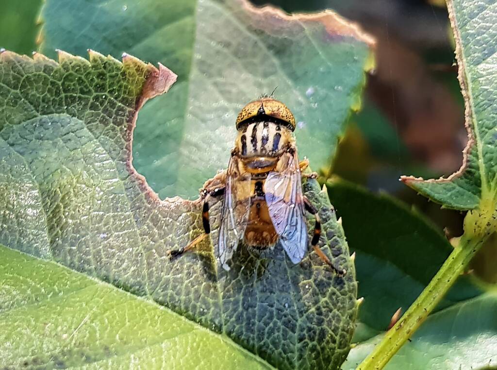 Golden Native Drone Fly (Eristalinus punctulatus) rescued from a swimming pool in Alice Springs NT