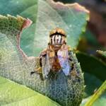 Golden Native Drone Fly (Eristalinus punctulatus) rescued from a swimming pool in Alice Springs NT