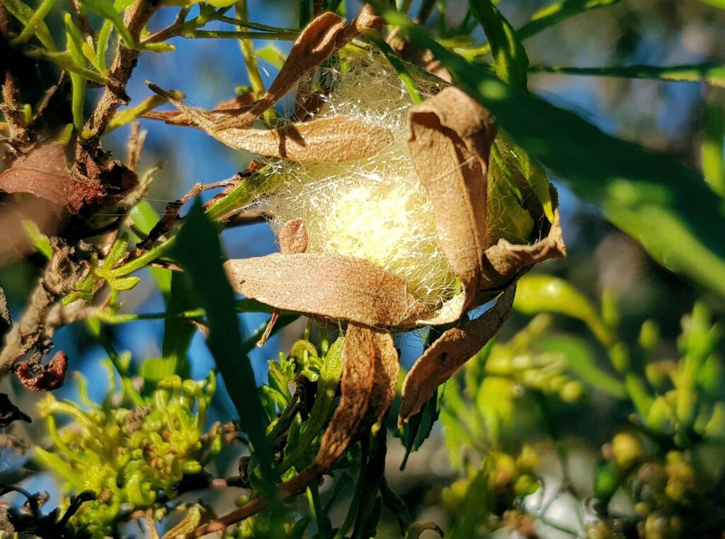 Egg sac of the Australian Golden Orb Weaver Spider (Trichonephila edulis), Alice Springs NT