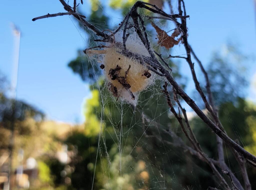 Egg sac of the Australian Golden Orb Weaver Spider (Trichonephila edulis), Alice Springs NT
