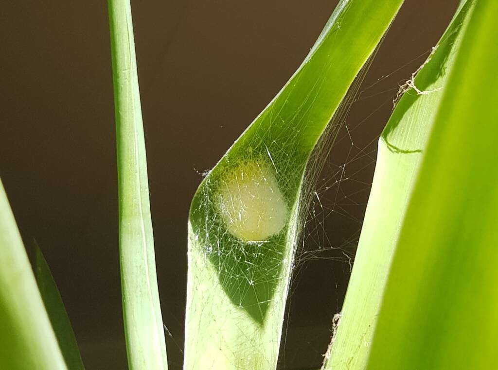 Egg sac of the Australian Golden Orb Weaver Spider (Trichonephila edulis), Alice Springs NT
