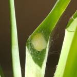 Egg sac of the Australian Golden Orb Weaver Spider (Trichonephila edulis), Alice Springs NT