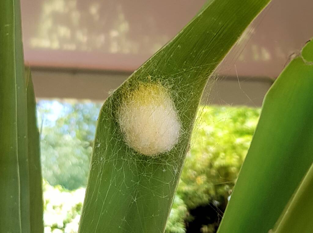 Egg sac of the Australian Golden Orb Weaver Spider (Trichonephila edulis), Alice Springs NT