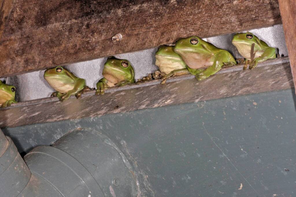 Green Tree Frog (Ranoidea caerulea), Southern Downs QLD © Marc Newman
