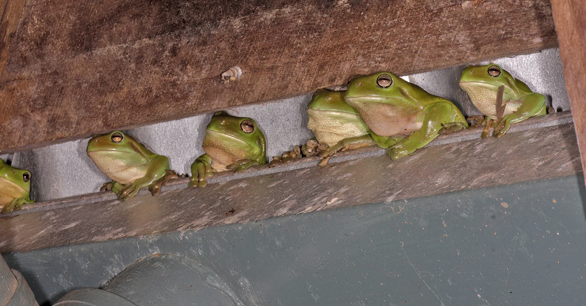 Green Tree Frog (Ranoidea caerulea), Southern Downs QLD © Marc Newman