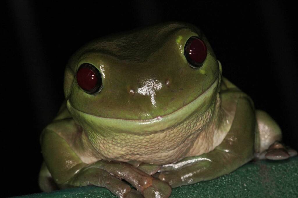 Green Tree Frog (Ranoidea caerulea), Southern Downs QLD © Marc Newman