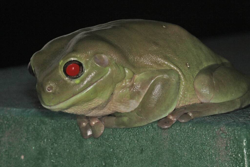 Green Tree Frog (Ranoidea caerulea), Southern Downs QLD © Marc Newman